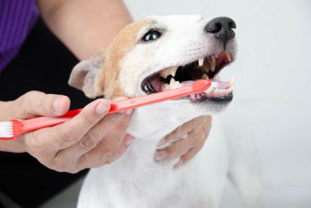 Czy karma sucha dla psów wpływa na zdrowie zębów?
